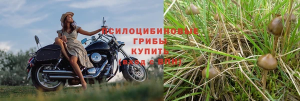сатива Абинск